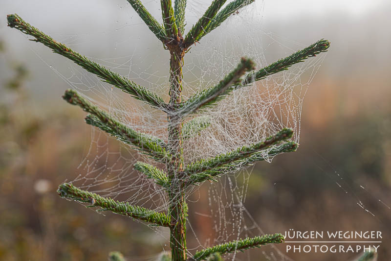 Schweden Natur pur: Detailreiche Aufnahme eines Spinnennetzes mit Tautropfen auf einer Fichte