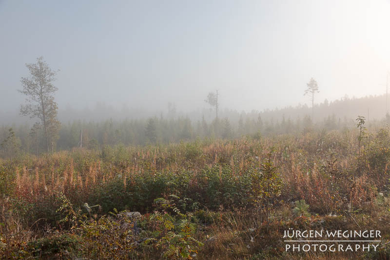 Mystischer schwedischer Wald: Ein dichter Nebel hüllt einen Wald in Schweden ein, während die ersten Sonnenstrahlen durch die Baumkronen brechen