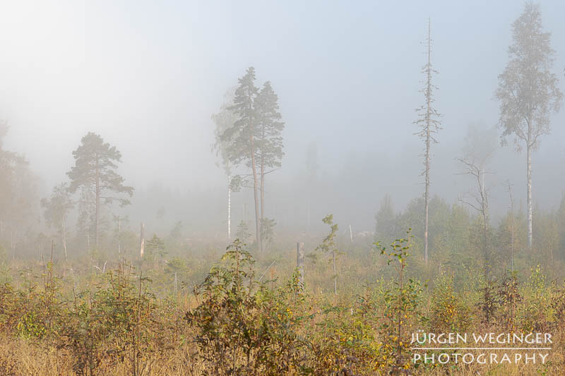 Mystischer schwedischer Wald: Ein dichter Nebel hüllt einen Wald in Schweden ein, während die ersten Sonnenstrahlen durch die Baumkronen brechen