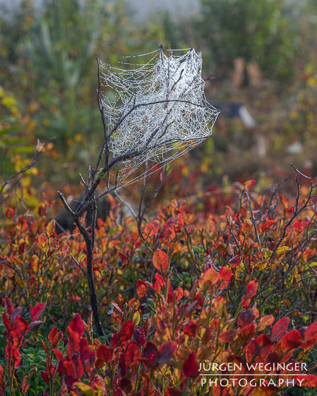 Schweden Natur pur: Detailreiche Makroaufnahme eines Spinnennetzes mit Tautropfen im Herbstlaub