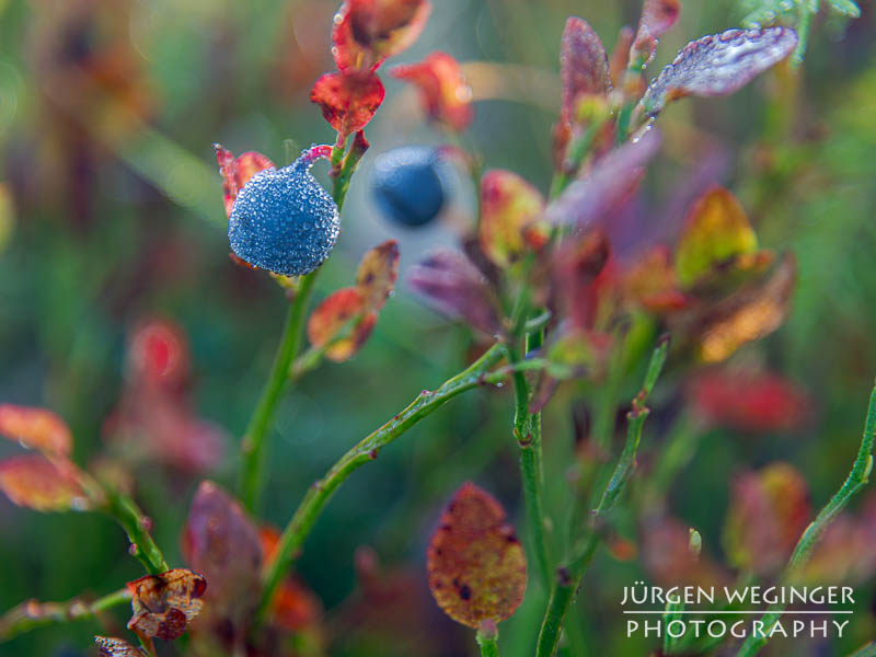 Blaubeere im Herbstlicht: Eine reife Blaubeere mit Tautropfen funkelt im Herbstlicht, umgeben von bunt gefärbten Blättern