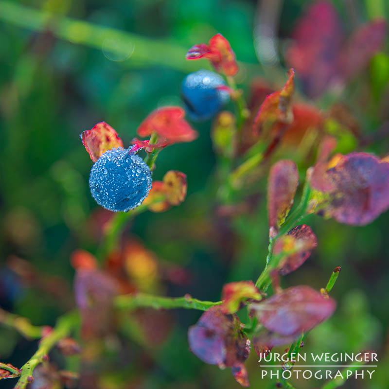 Blaubeere im Herbstlicht: Eine reife Blaubeere mit Tautropfen funkelt im Herbstlicht, umgeben von bunt gefärbten Blättern