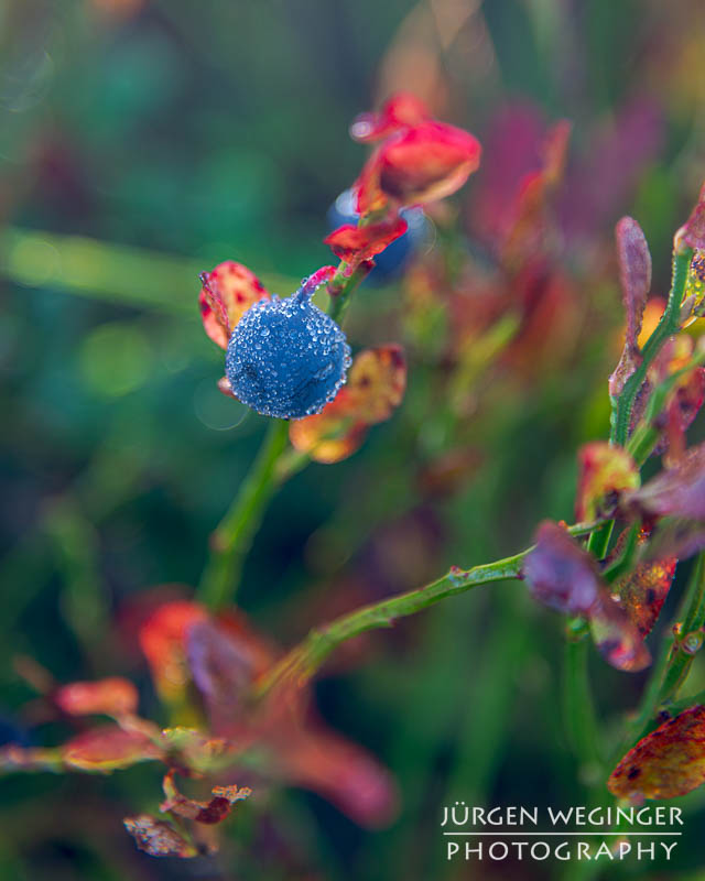 Blaubeere im Herbstlicht: Eine reife Blaubeere mit Tautropfen funkelt im Herbstlicht, umgeben von bunt gefärbten Blättern