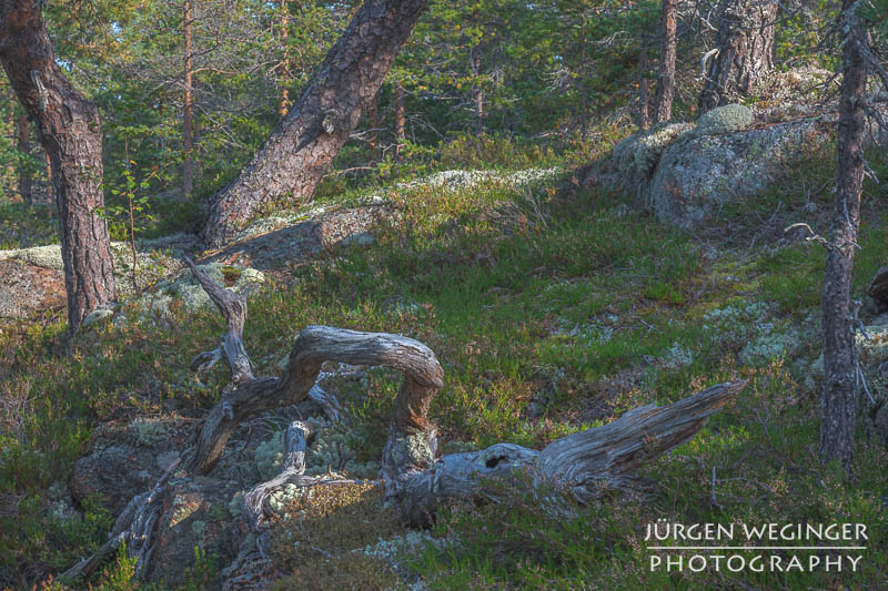 Ein Wald in Schweden im Herbst