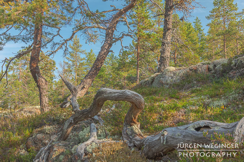 Verwurzelter Baumstamm im schwedischen Wald: Ein alter, knorriger Baumstamm windet sich malerisch durch das Moos