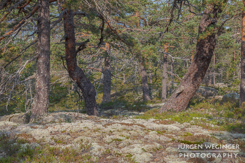 Ein Waldgebiet in Värnsberget, Schweden