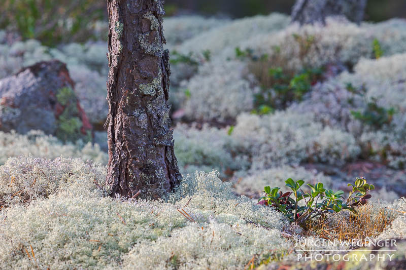 Moosbedeckter Waldboden in Schweden: Ein Birkenstamm ragt aus einem dichten Teppich aus hellem Moos, der den Waldboden bedeckt. #Schweden #Naturfotografie #Birke #Moos #Wald