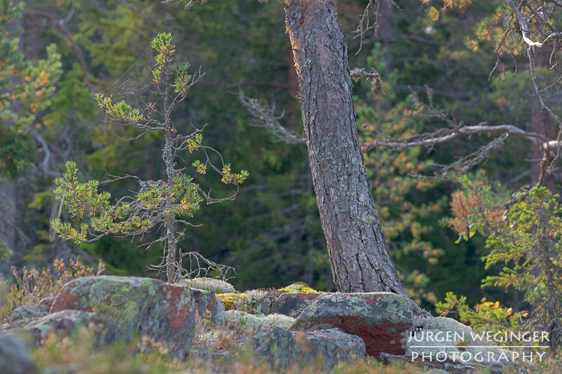 Junger Kiefernbaum zwischen Felsen: Ein junger Kiefernbaum wächst zwischen Felsen in einem schwedischen Wald, die Rinde des Baumes ist von der Sonne beleuchtet.