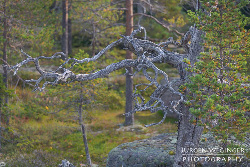 Krummer Baum im schwedischen Wald: Ein alter, knorriger Baumstamm windet sich malerisch gegen den Himmel, umgeben von jungen Kiefern. #Schweden #Naturfotografie #Baumstamm #Kiefer #Wald