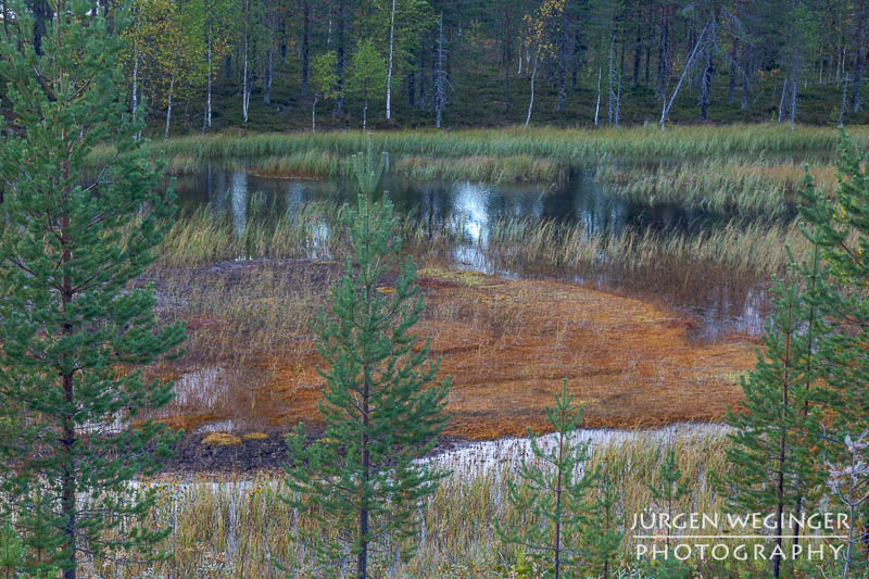 Ein kleiner See in Schweden mit Gräsern und orangen Flechten