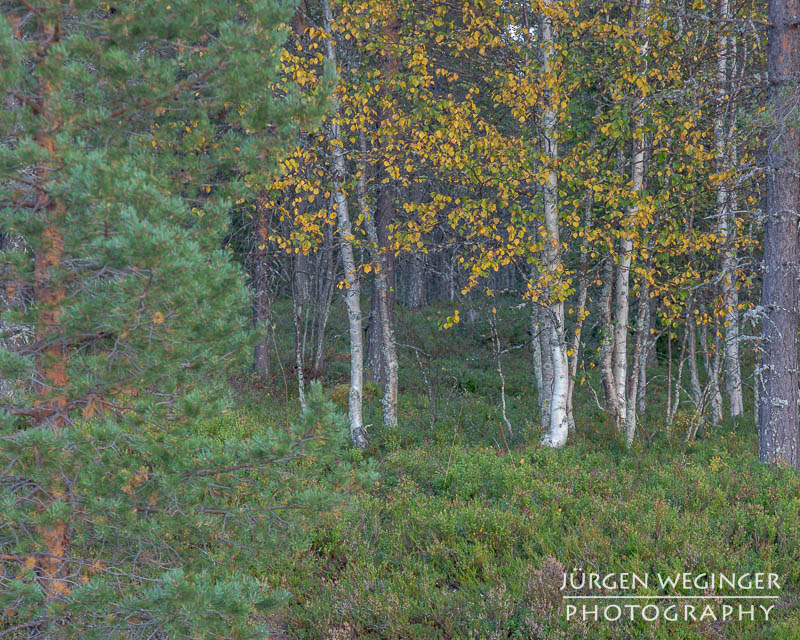 Ein Wald in Schweden mit Birken, gelben Blättern und niedrigen Bewuchs des Waldbodens