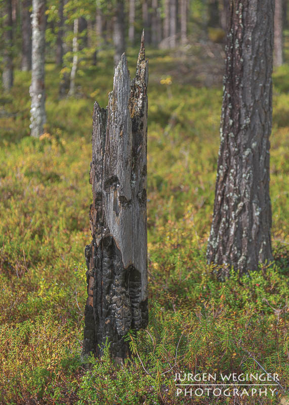 Abgebrochener und verbrannter Baumstamm im Muddus Nationalpark