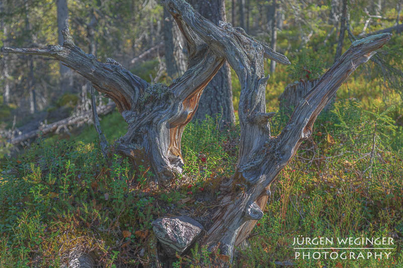 Abgestorbener verschnörkelter Baum im Muddus Nationalpark.