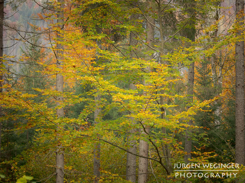 Ein Wald im Herbst mit buntem Laub. im Nationalpark Gesäuse