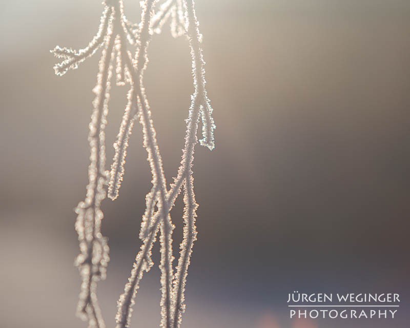 Frostüberzogene Äste im Gegenlicht. Winter in Admont, Steiermark