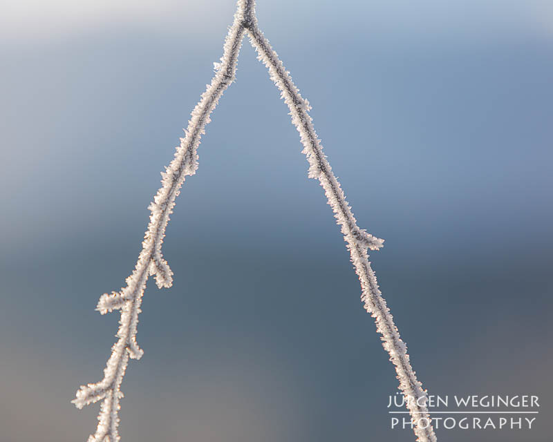 Frostüberzogene Äste im Gegenlicht. Winter in Admont, Steiermark