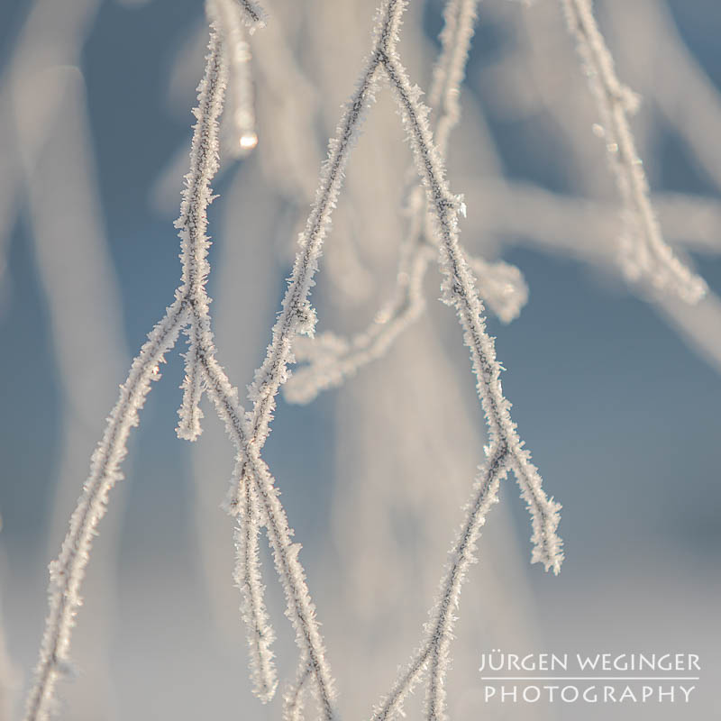 Frostüberzogene Äste im Gegenlicht. Winter in Admont, Steiermark