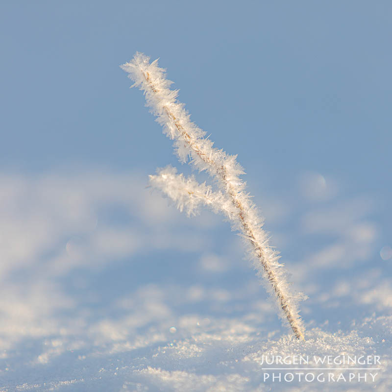 Frostüberzogene Äste im Gegenlicht. Winter in Admont, Steiermark