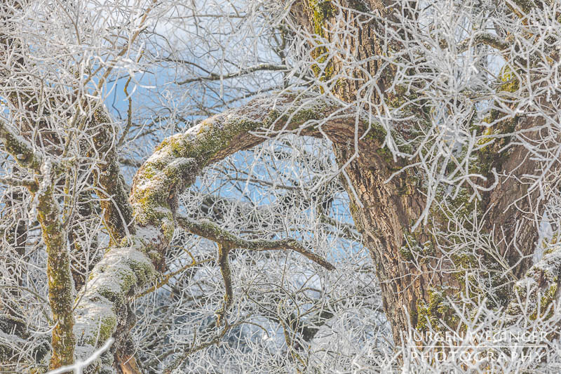 Frostüberzogene Äste im Gegenlicht. Winter in Admont, Steiermark