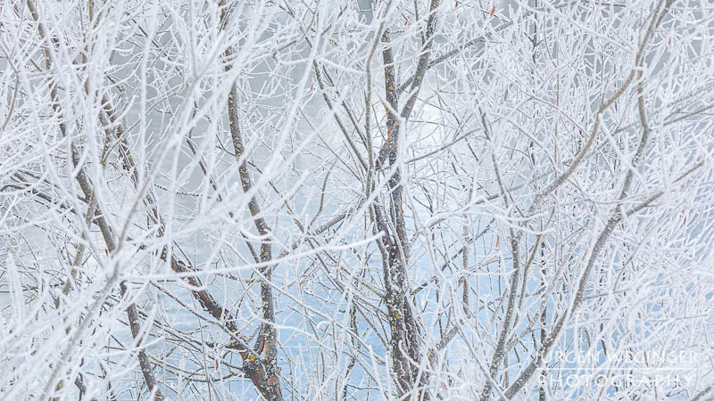 Frostüberzogene Äste im Gegenlicht. Winter in Admont, Steiermark