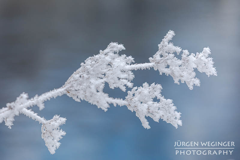 Frostiger Morgen | Details von Ästen und Sträuchern fotografieren