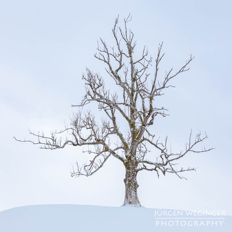 Ein einzelner Baum im Winter auf einem Hügel. Admont, Steiermark