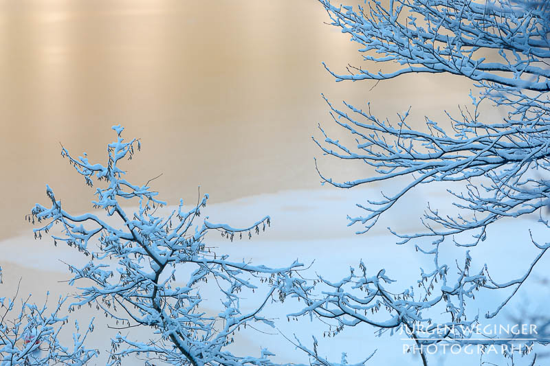 Schneebedeckte Äste vor einem warmen Hintergrund eines zugefrorenen See. Lunzer See.