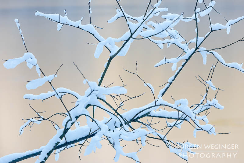 Schneebedeckte Äste vor einem warmen Hintergrund eines zugefrorenen See. Lunzer See.