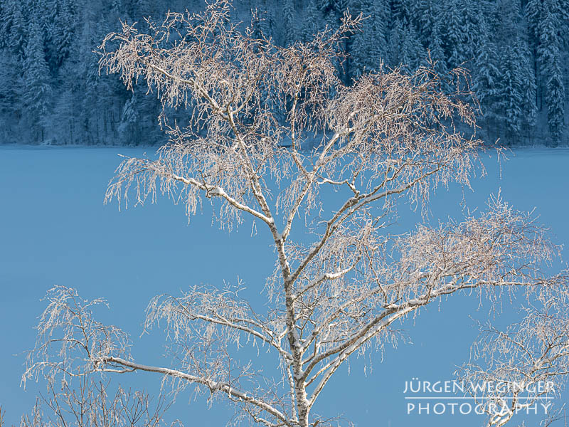 Schneebedeckte Äste vor einem zugefrorenen See. Lunzer See.