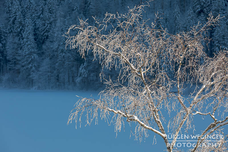 Schneebedeckte Äste vor einem zugefrorenen See. Lunzer See.