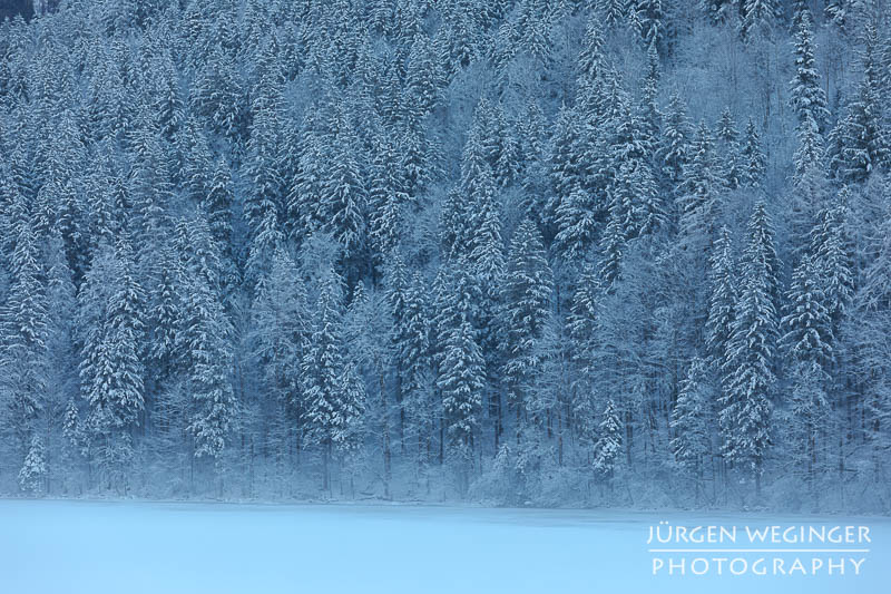 Ein Wald an einem See im Winter der im Schatten liegt. Ein sehr kühles Bild. Lunzer See