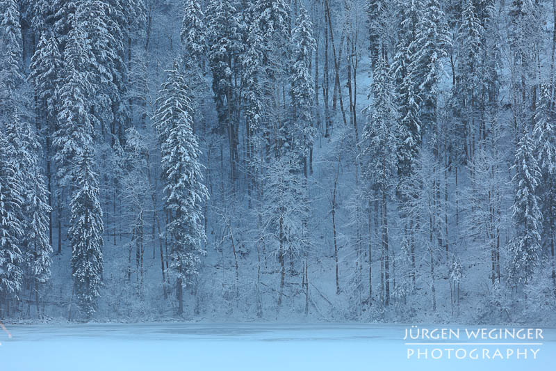 Ein Wald an einem See im Winter der im Schatten liegt. Ein sehr kühles Bild. Lunzer See