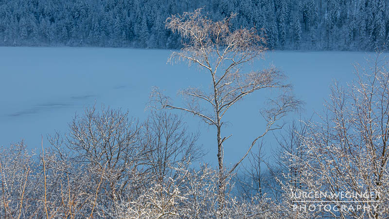 Schneebedeckte Äste vor einem zugefrorenen See. Lunzer See.